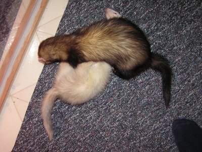 ./2005/Ferrets/thumbferrets